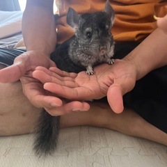 チンチラ　グレー　