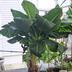 ランキングキーワードに紐づく投稿画像-観葉植物