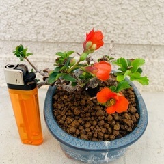長寿梅　盆栽　素材の画像