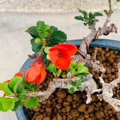 長寿梅　盆栽　素材の画像