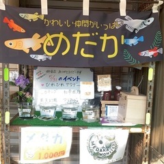 メダカ無人販売