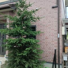 ［引取限定］もみの木　庭植え　高さ約4mの画像