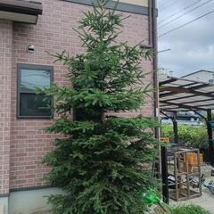 ［引取限定］もみの木　庭植え　高さ約4m