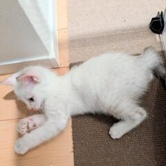 フワモコのシロの仔猫♥️