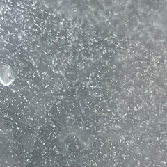 900ミリ　2本　ゾウリムシ　メダカ　針子　ミジンコにの画像