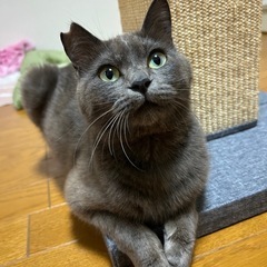 グレーの親子　里親募集中
