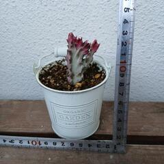 多肉植物　マハラジャの画像