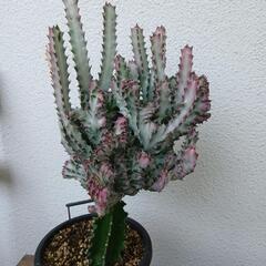 多肉植物　マハラジャの画像