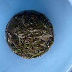 水草全部まとめて（この週末限定）