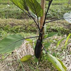家庭菜園で自然栽培の画像