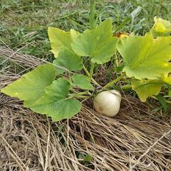 家庭菜園で自然栽培の画像