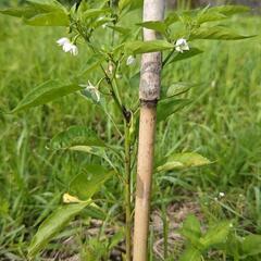 家庭菜園で自然栽培の画像