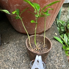 苺苗・レモン苗に交換希望