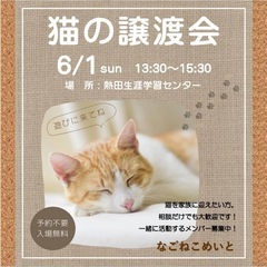 子猫祭り　猫の譲渡会
