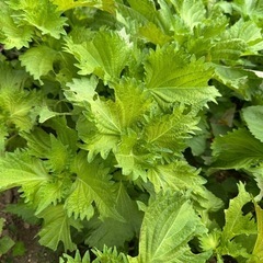【差し上げます】大葉苗　しそ　大葉　青じそ