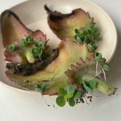 多肉植物　子宝草　子宝弁慶草　マザーリーフ