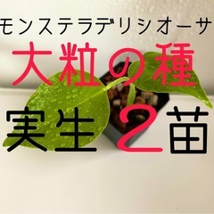 大粒のモンステラデリシオーサの種から生育した実生です！2苗（株）Ａ⑥
