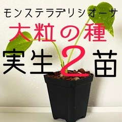 大粒のモンステラデリシオーサの種から生育した実生です！2苗（株）Ａ⑦