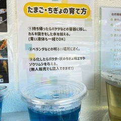 めだかのたまご・針子　【三色ラメ幹之】  　 ゆめめだか　うるま市　無人販売の画像