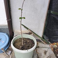ポポーの苗木
