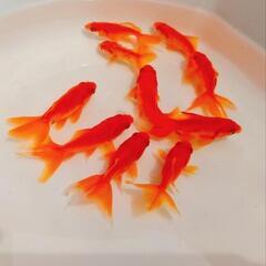 金魚4匹 100円