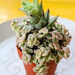 センペルビウム×リトルミッシー🌱多肉植物寄せ植え