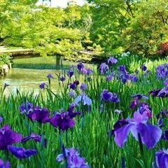 6/7（土）  京都 梅宮大社（神社） 花菖蒲を見に（受付終了）。の画像