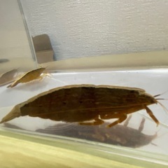 アジアロックシュリンプ
