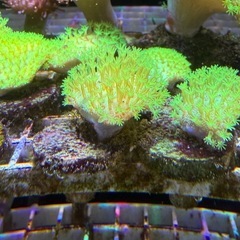 フラグサンゴ　メタリックグリーンウミキノコの画像