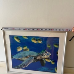 亀水中写真の画像