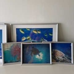 亀水中写真の画像