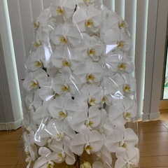期間限定　胡蝶蘭