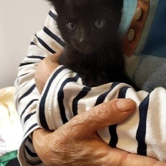 代理投稿です！可愛いおはぎちゃん　2ヶ月