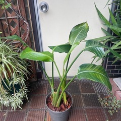 観葉植物　オーガスタ　4株入り