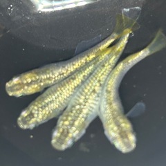 大増量❗️メダカのたまご　KAGRAの有精卵40個🥚