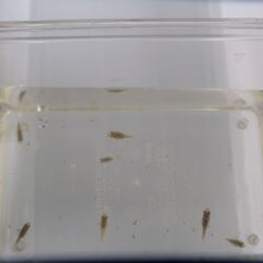ダルマメダカ　ショートめだか（ミックス）セット　2025-5