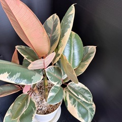 観葉植物　フイカスルビー　多幸ゴムの木　他の植物同時購入でフィカス無料！の画像