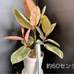 観葉植物　フイカスルビー　多幸ゴムの木　他の植物同時購入でフィカス無料！の画像