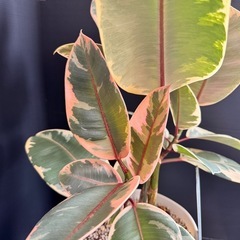 観葉植物　フイカスルビー　多幸ゴムの木　他の植物同時購入でフィカス無料！の画像