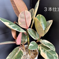 観葉植物　フイカスルビー　多幸ゴムの木　他の植物同時購入でフィカス無料！の画像