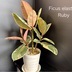ランキングキーワードに紐づく投稿画像-観葉植物