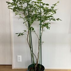 ブルーベリー実付き苗 （サザンハイブッシュ系）オニール