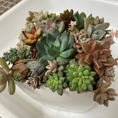 多肉植物　寄せ植え