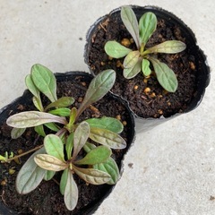 アジュガ　②　チョコレートチップ　苗　花　植物　グランドカバー　...