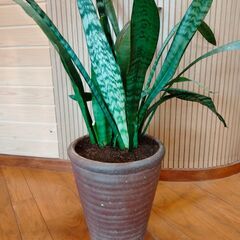 観葉植物　サンスベリア　縞模様　スタイリッシュ　手入れが楽　年中室内
