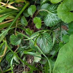 綺麗な雪の下の苗の画像