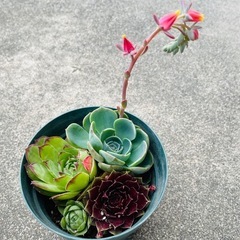 多肉植物寄せ植え