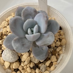 多肉植物　ラウイ
