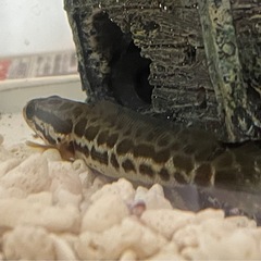 カムルチー　雷魚売ってください。