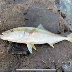 釣り仲間募